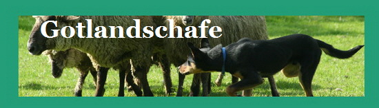 Gotlandschafe