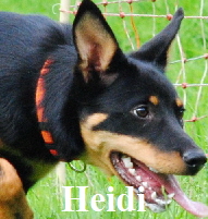 heidi