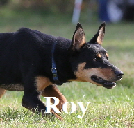roy1